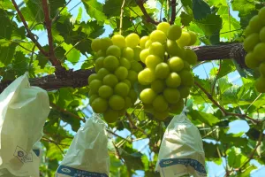 ドライフルーツ 潤果「葡萄」の画像